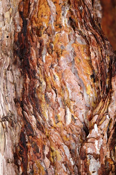 Sap Pine Tree Bark Background Texture — Stock Photo, Image
