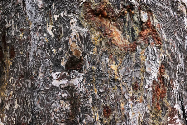 Sap Pine Tree Bark Background Texture — Stock Photo, Image