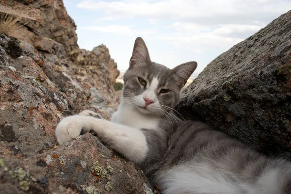 岩の上の可愛い猫 — ストック写真