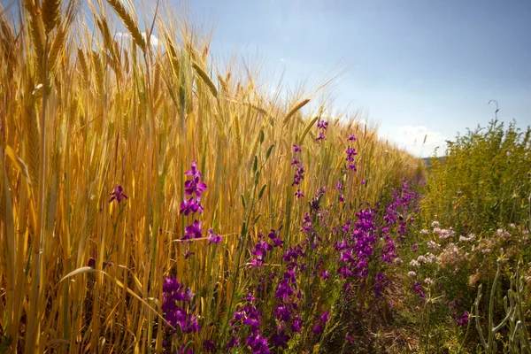 Ripe Wheats Purple Flowers — Stock Fotó
