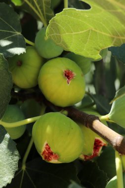 Dallarda olgun incir meyve, yakın