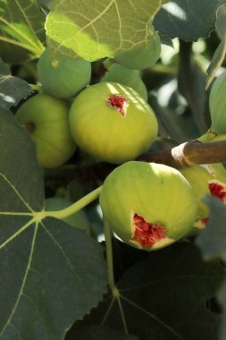 Dallarda olgun incir meyve, yakın