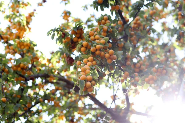 ripe yellow plums on the branches of the tree