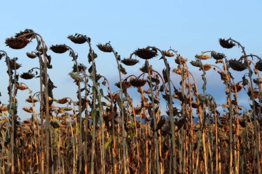 In the field ripe sunflower
