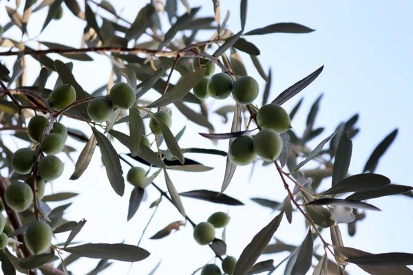 Olives Olive Tree Autumn — Stock Photo, Image