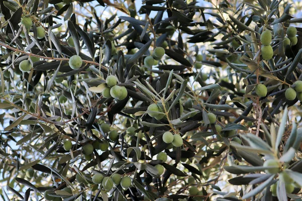 Оливки Оливковом Дереве Осенью — стоковое фото