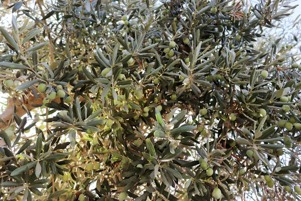 Olives on olive tree in autumn