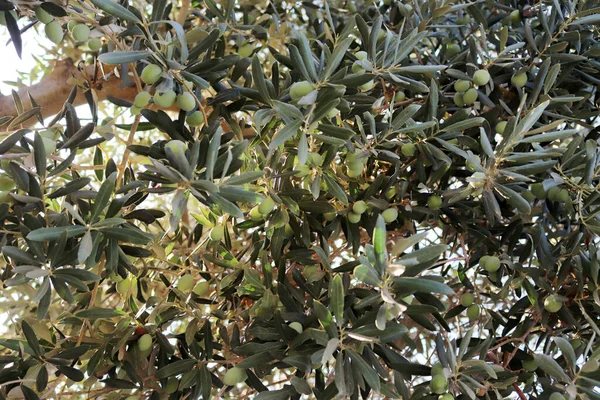 Oliver Olivträdet Hösten — Stockfoto