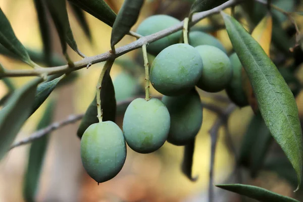 Olives on olive tree in autumn
