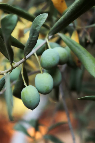 Olives on olive tree in autumn