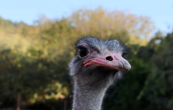 Çiftlikteki Meraklı Devekuşu Struth Camelus — Stok fotoğraf