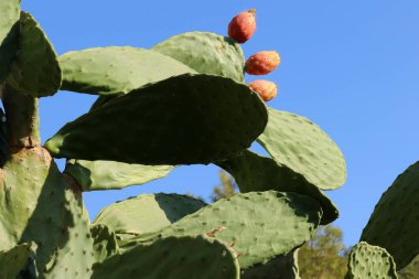 Kaktüs bitkisine dikenli armut 