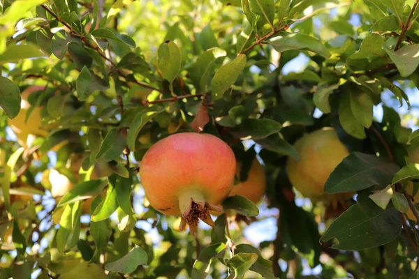 Tropiska Frukter Granatäpplen Grenen — Stockfoto