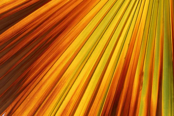 Variegated Colorful Palm Leaf Backgrounds — Stock Photo, Image