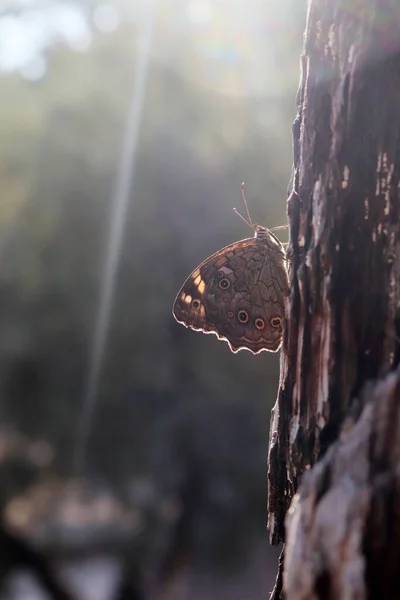 Borboleta Grande Latido Fábrica — Fotografia de Stock