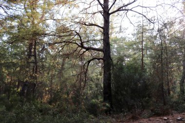  Çalıları ve ağaçları olan yeşil bir alan.