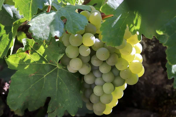 Rijp Gele Druiven Wijnranken — Stockfoto