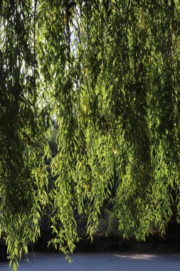 Söğüt ağacının bir Bahçe