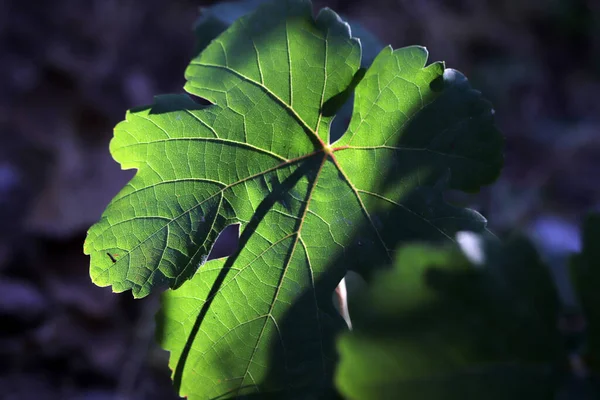 Hojas Uva Jardín — Foto de Stock