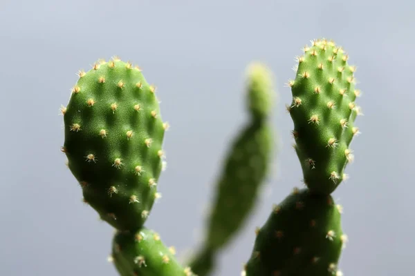 Közelkép Zöld Kaktuszról — Stock Fotó