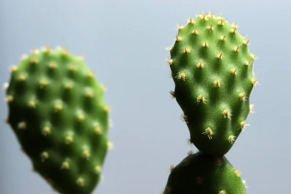 Närbild Grön Kaktus — Stockfoto