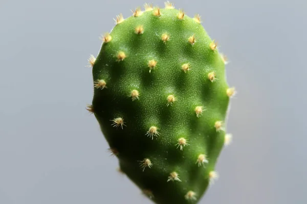 Detailní Pohled Zelený Kaktus — Stock fotografie