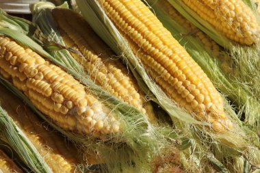 Taze sarı mısır dokusu arkaplanı