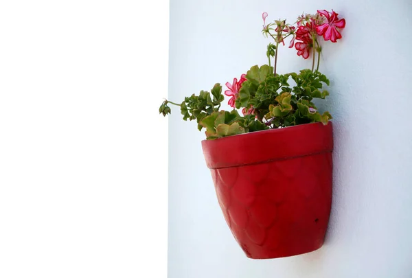 Rosa Pelargonblomma Väggen — Stockfoto