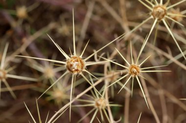 Sonbaharda kurumuş bir diken.