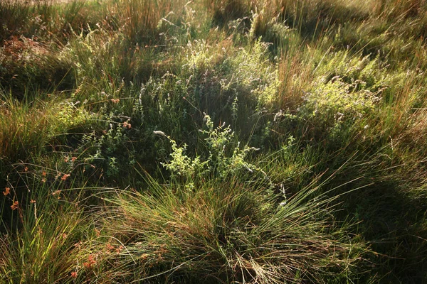 Weelderig Groen Gras Natuur — Stockfoto