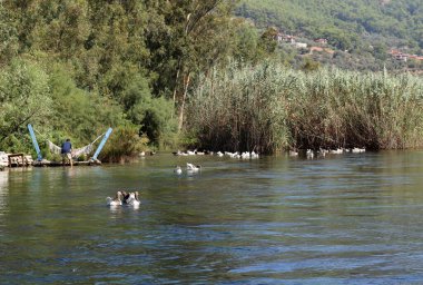 Ördekler gölde yüzüyor. Gölde vahşi yaşam.