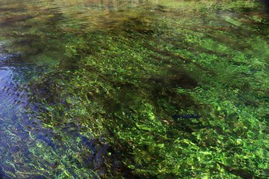 Denizin altındaki yosunlar. Arkaplan dokusu.