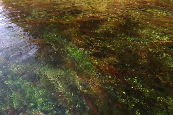 Algae Sea Background Texture — Stock Photo, Image