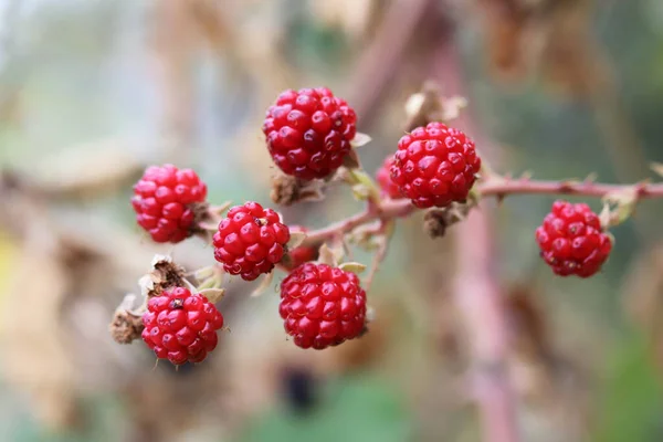 Wilde Brombeeren Reifeprozess — Stockfoto