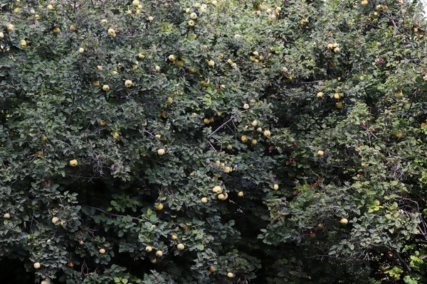 Mele Cotogne Mature Gialle Sul Ramo Dell Albero — Foto Stock