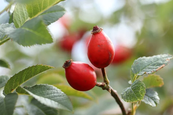 Fruits Mûrs Églantier Sur Les Branches Buisson — Photo