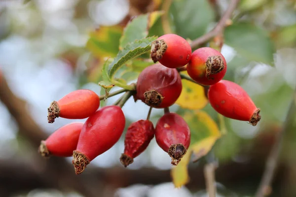 Fruits Mûrs Églantier Sur Les Branches Buisson — Photo