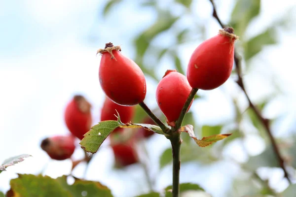 Dojrzałe Owoce Róży Gałęziach Krzewu — Zdjęcie stockowe