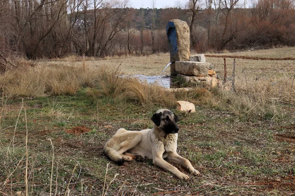 Spring Water Flowing Mountain Fountain Dog Lying Meadow — Stock Photo, Image