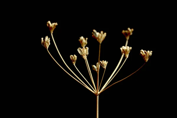 Αποξηραμένο Λουλούδι Μαύρο Φόντο — Φωτογραφία Αρχείου