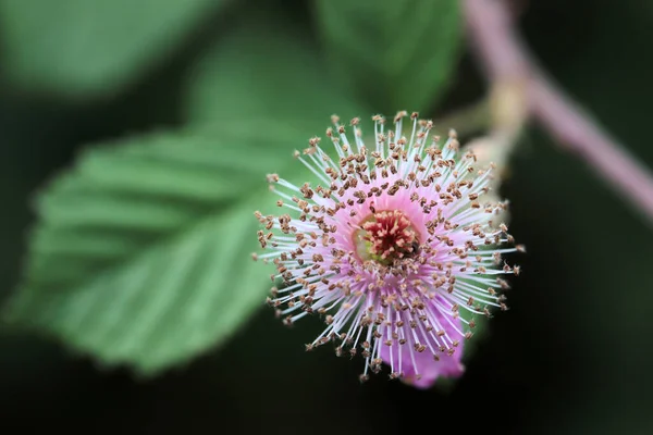 Wild Blackberry Flower Pink Flower — Stock Photo, Image