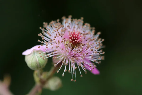 Vahşi Böğürtlen Çiçeği Pembe Çiçek — Stok fotoğraf