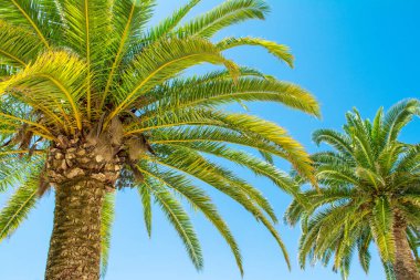 Parlak mavi gökyüzünün arka planında tropik hindistan cevizi palmiyesi 