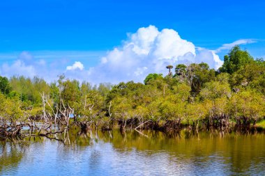 Tayland 'ın Phuket adasında tropikal gölü olan güzel bir manzara.