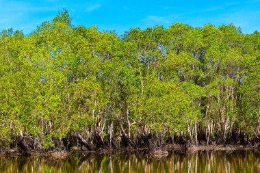 Tayland 'ın Phuket adasında tropikal gölü olan güzel bir manzara.