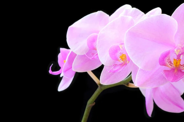 Die schöne Orchidee — Stockfoto