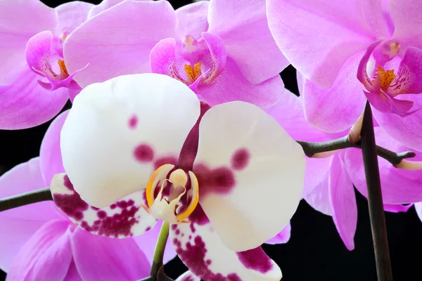 Die schöne Orchidee — Stockfoto