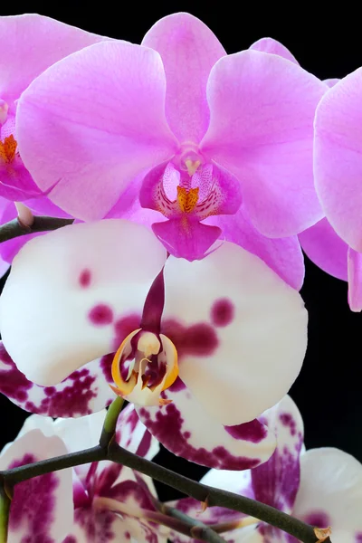 A bela orquídea — Fotografia de Stock