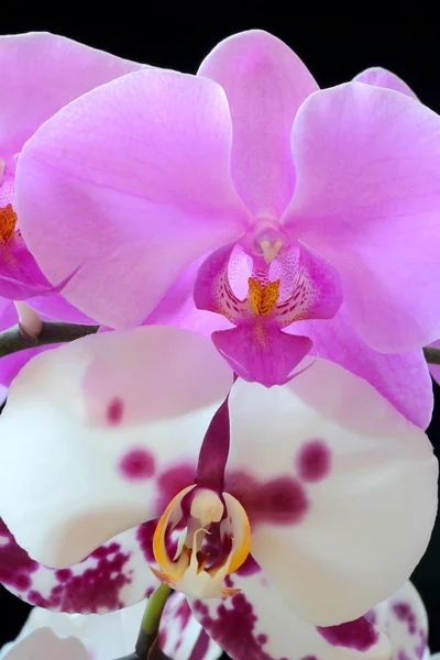 Die schöne Orchidee — Stockfoto