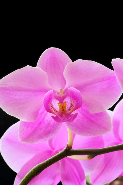 Die schöne Orchidee — Stockfoto